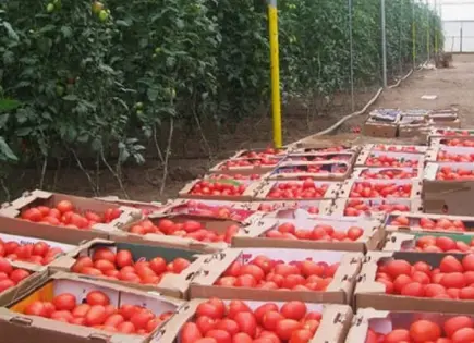 Buscan mercados asiáticos para el tomate potosino