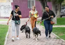 Crean padrón de perras y perros comunitarios en Soledad