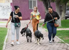 Crean padrón de perras y perros comunitarios en Soledad