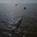 Localizan ballena muerta en Argentina