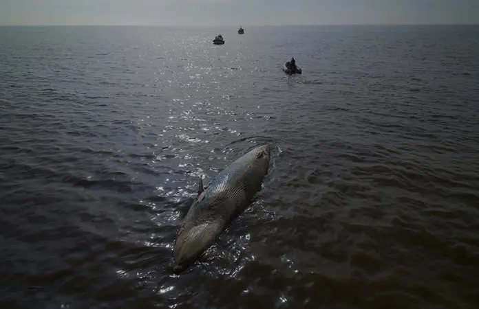 Localizan ballena muerta en Argentina