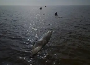 Localizan ballena muerta en Argentina