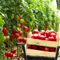 Prevén grave impacto por arancel del tomate