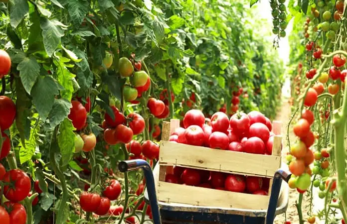 Prevén grave impacto por arancel del tomate