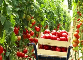 Prevén grave impacto por arancel del tomate