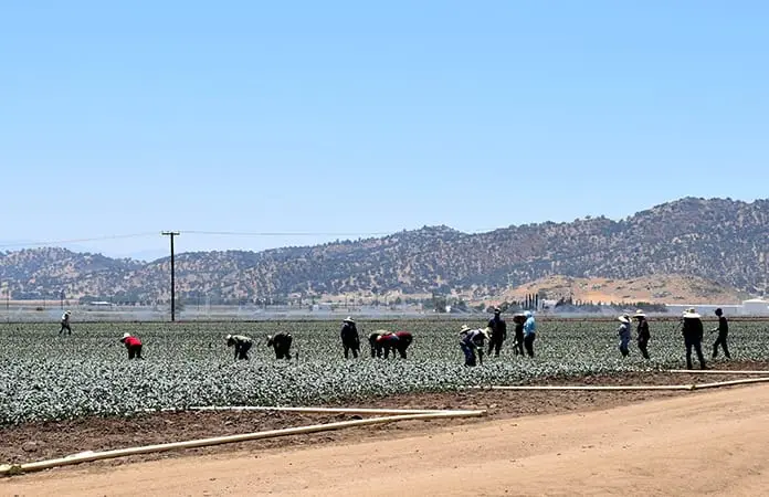 El miedo que se cosecha en EU
