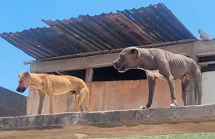 Empadronan a los perros comunitarios