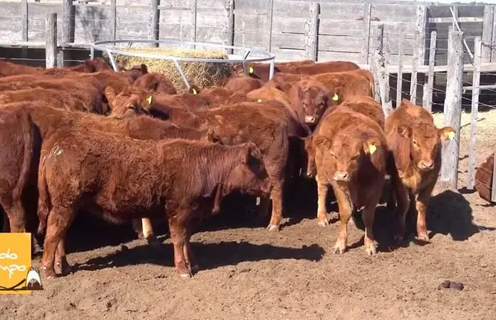 San Luis debe ejercer más de 83 mdp en ganadería y agricultura