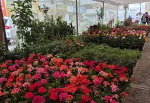 200 expositores en Feria de las Flores de Soledad