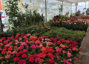 200 expositores en Feria de las Flores de Soledad