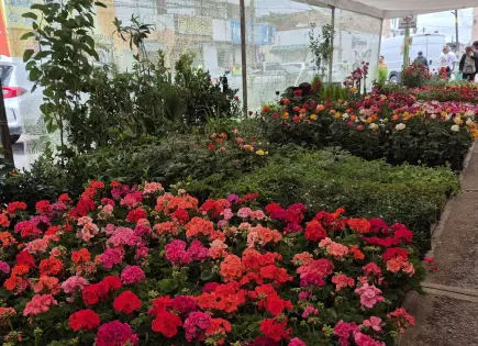 200 expositores en Feria de las Flores de Soledad