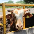 Ganado en Soledad está libre de gusano barrenador