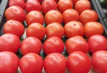 Sin variación, precio del jitomate potosino Sin variación, precio del jitomate potosino