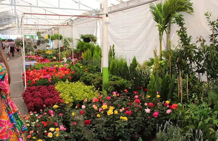 Vivero de SGS preserva 3,000 especies endémicas