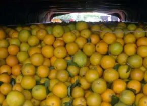15 años de prisión por robar un camión con 20 toneladas de naranja