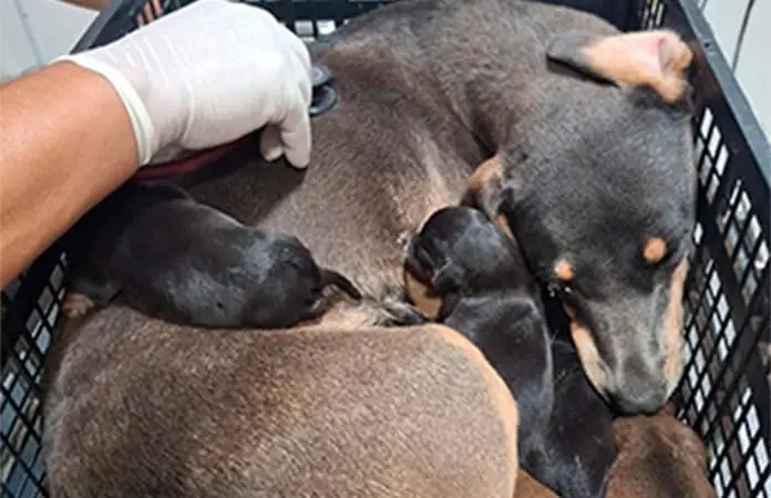 Se dispara abandono de mascotas en las calles