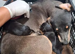 Se dispara abandono de mascotas en las calles