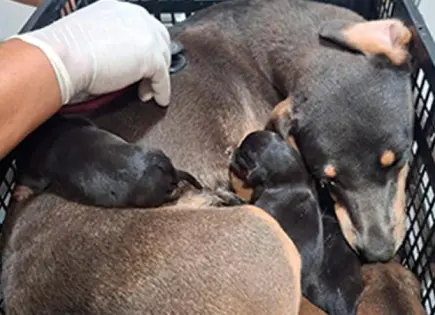 Se dispara abandono de mascotas en las calles