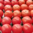 Se mantiene el precio del jitomate potosino