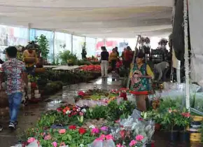 Soledad invita a la Feria de las Flores