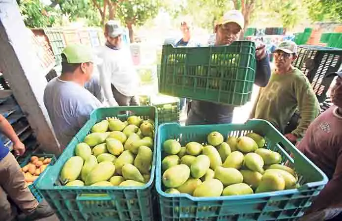 Cambio climático afecta al mango