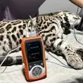 Liberan ocelote, tras meses en recuperación