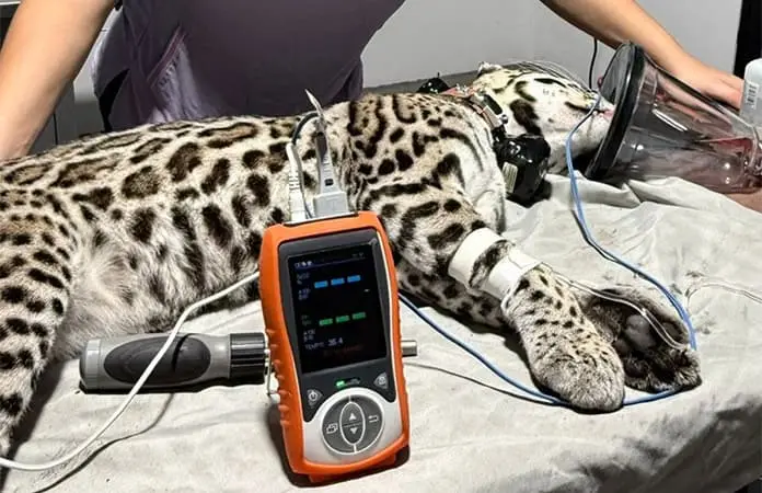 Liberan ocelote, tras meses en recuperación