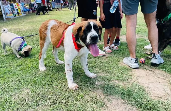 Un éxito, evento K-mina con causa