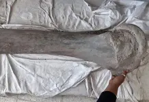 UNAM y UASLP estudian mamut potosino