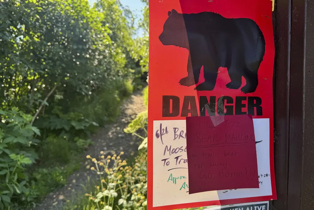 Encuentran oso agresor en sendero de Alaska