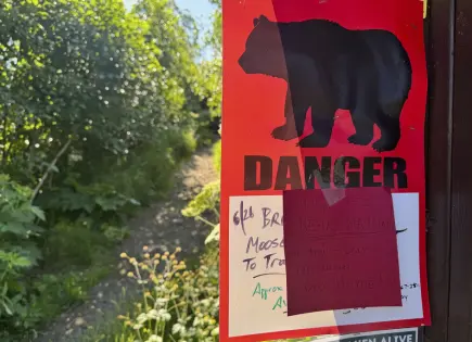 Encuentran oso agresor en sendero de Alaska