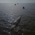 Aparece muerta tercera ballena en Argentina
