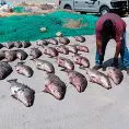 Monitorean a la totoaba en el mar de Cortés