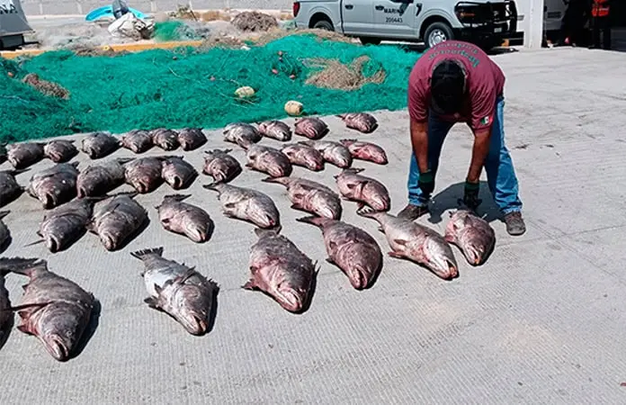 Monitorean a la totoaba en el mar de Cortés