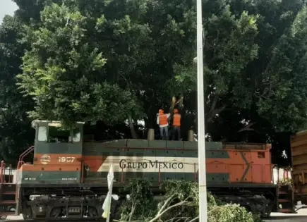 Grupo México taló un Árbol Patrimonio