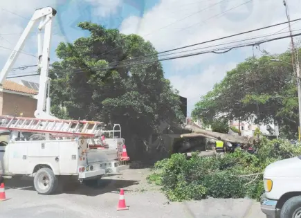 Cae enorme árbol en la colonia Virreyes