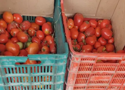 Secretario de Agricultura busca mercado japonés para jitomate mexicano