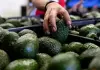 M&eacute;xico endurece reglas para agroexportadores