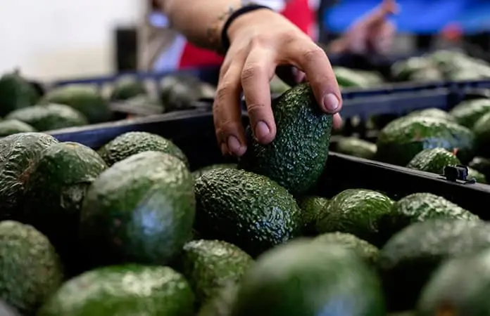 Brasil se abre al aguacate mexicano