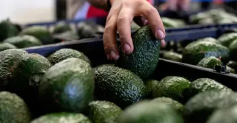 Suben 35% las exportaciones de aguacate a EU