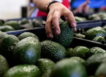 Brasil se abre al aguacate mexicano