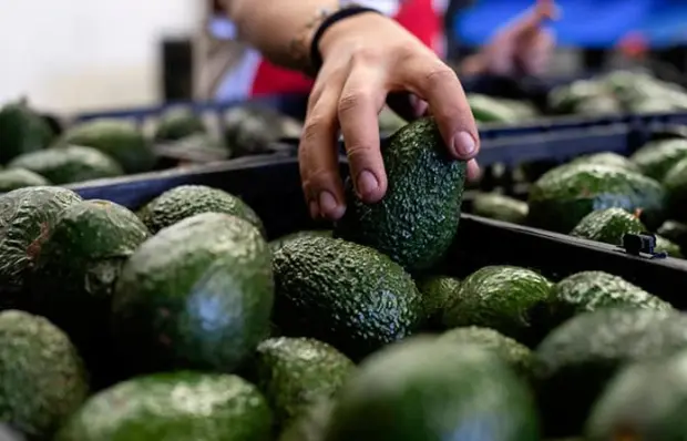 Suben 35% las exportaciones de aguacate a EU