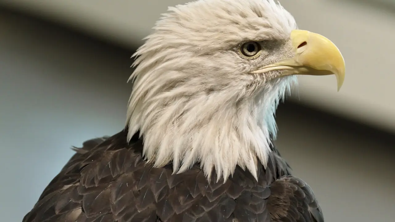 Águila calva: nuevo símbolo oficial en Estados Unidos