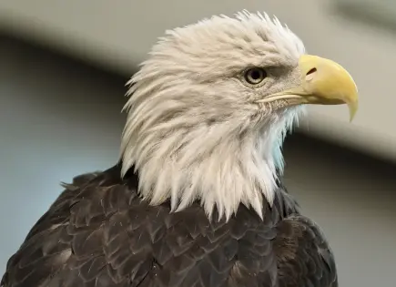 Águila calva: nuevo símbolo oficial en Estados Unidos