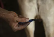 Veterinarios en Chiapas luchan contra la mosca del gusano barrenador Veterinarios en Chiapas luchan contra la mosca del gusano barrenador