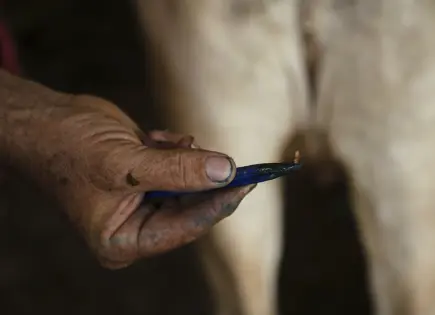 Veterinarios en Chiapas luchan contra la mosca del gusano barrenador