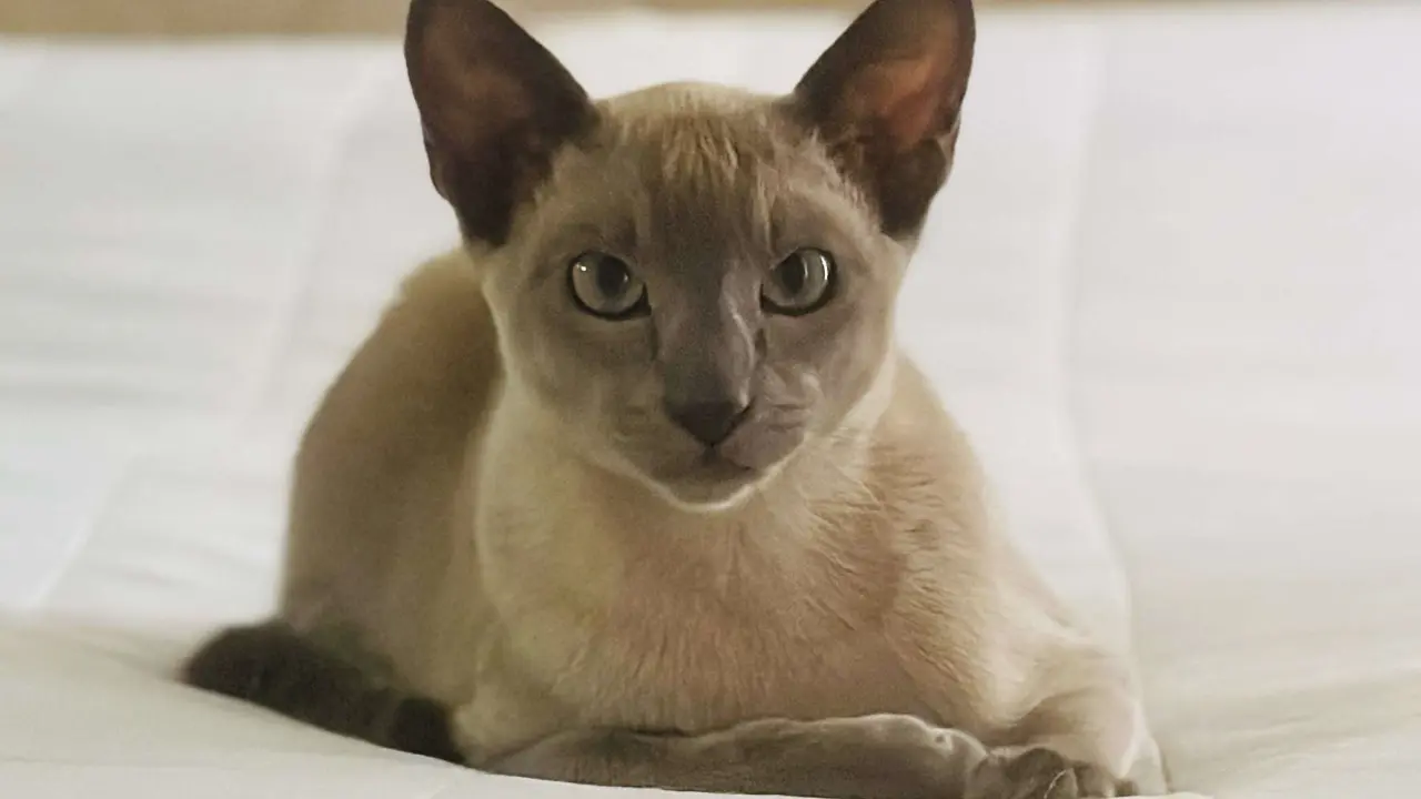 Leo da Pinchy, el gato ladrón de ropa que sorprende en Nueva Zelanda