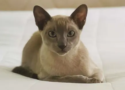 Leo da Pinchy, el gato ladrón de ropa que sorprende en Nueva Zelanda