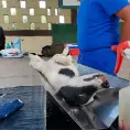 Aplicarán campaña de esterilización canina