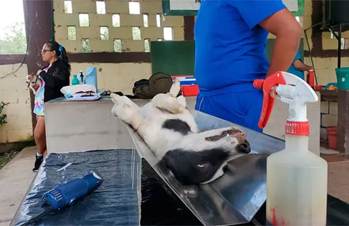 Aplicarán campaña de esterilización canina